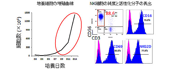 NK細胞活性